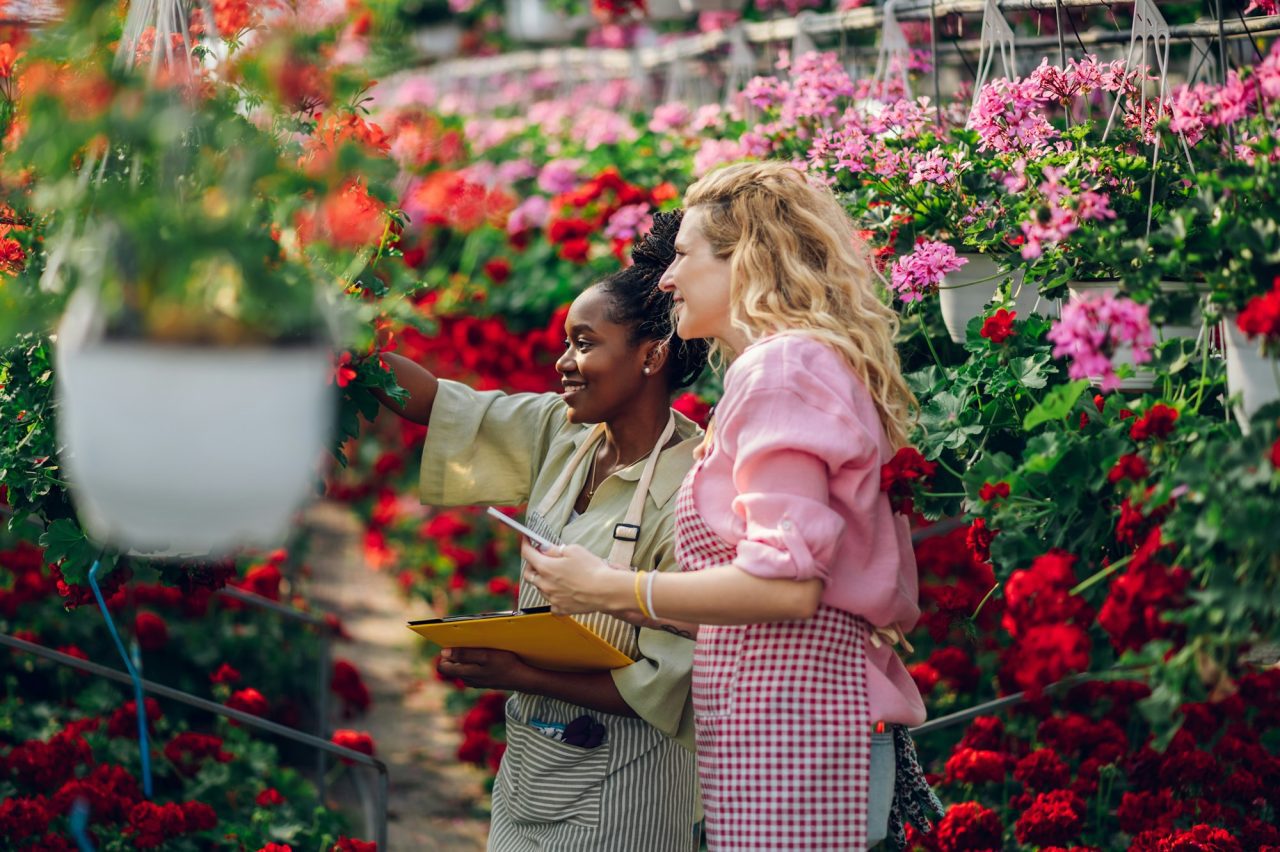 Dos mujeres en un invernadero rodeadas de flores coloridas, revisando plantas en macetas colgantes mientras llevan delantales.