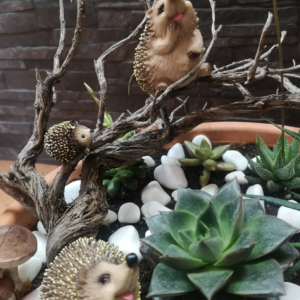 Mini jardín con suculentas, piedras blancas y una figura decorativa de un erizo sobre un tronco, con un ambiente natural y detallado.