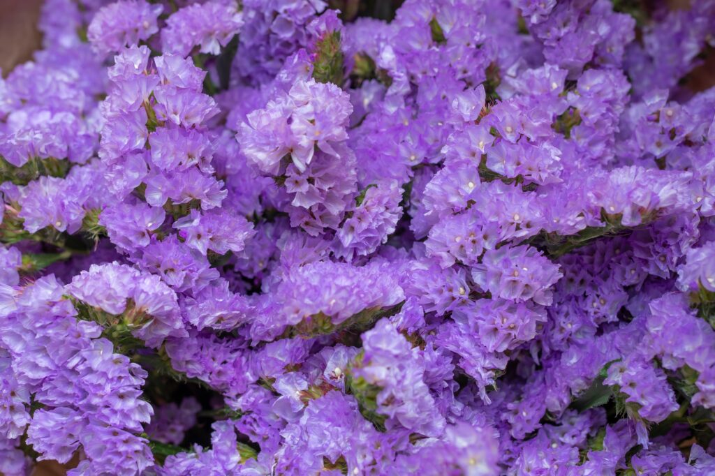 Conjunto de flores moradas con pétalos pequeños y textura arrugada, creando un efecto compacto y vibrante.