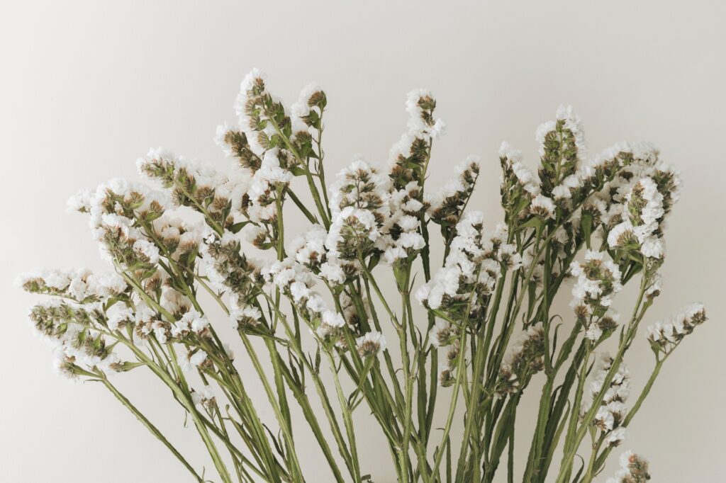Ramas de flores blancas pequeñas tipo siemprevivas (statice) con tallos verdes alargados, destacadas sobre un fondo blanco limpio.