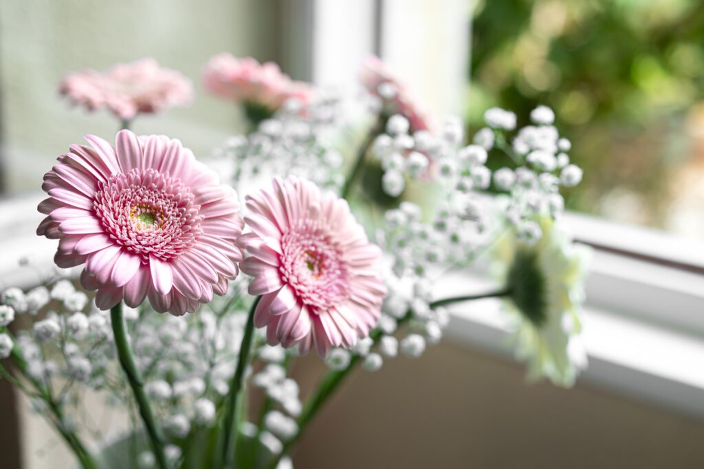 Gerberas rosadas acompañadas de pequeñas flores blancas, dispuestas en un jarrón junto a una ventana iluminada por la luz natural.