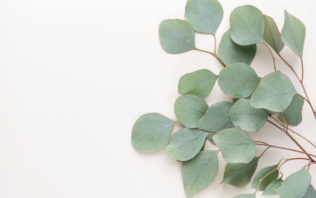 Ramas de eucalipto con hojas verdes azuladas dispuestas sobre un fondo claro y minimalista.