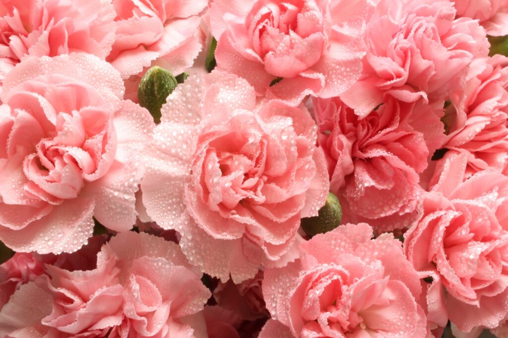 Claveles rosados en primer plano con gotas de rocío cubriendo sus delicados pétalos.