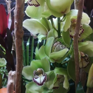Flores de orquídeas verdes con detalles púrpura oscuro en sus pétalos, rodeadas de ramas naturales y hojas tropicales.
