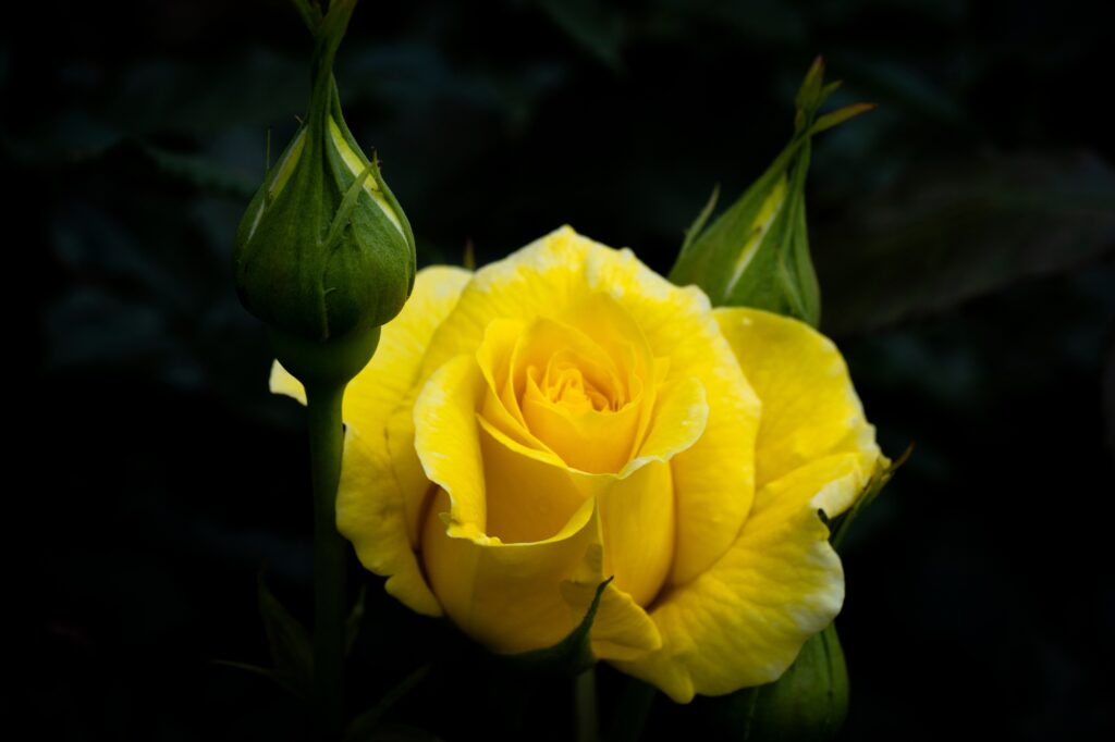 Rosa amarilla en plena floración, flanqueada por dos capullos verdes aún cerrados, sobre un fondo oscuro que realza su color vibrante.